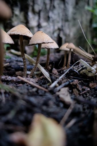 A cluster of oak-stump bonnet cap mushrooms found in the forest