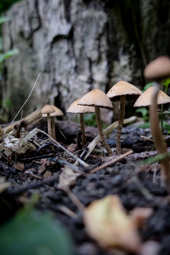A cluster of oak-stump bonnet cap mushrooms found in the forest