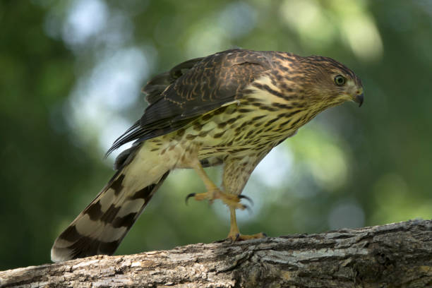 Walking on a cotonwood branch, a Cooper's hawk tracks it's prey.