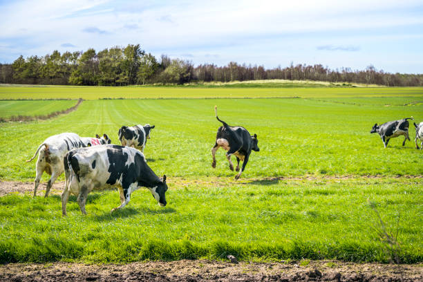 Wild cows enjoy their first time on green grass stock photo