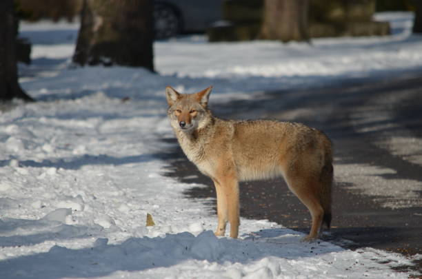 Wild Coyote in the winter stock photo