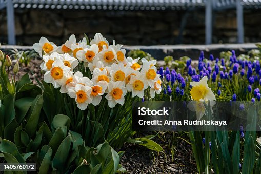 istock Wild daffodil or Lent lily, Narcissus pseudonarcissus, also called common daffodil or trumpet narcissus, group of yellow flowers with green at sunny summer day 1405760172