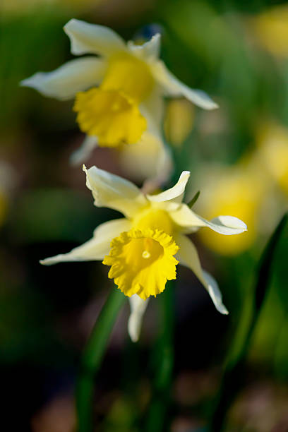 Wild daffodils stock photo