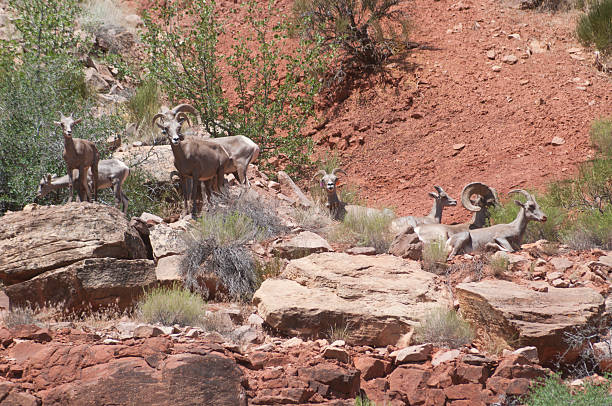 Wild Desert Bighorn Sheep in the Colorado National Monument stock photo