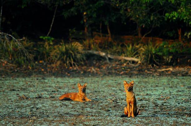 wild dogs Asia wild dogs Asia in the morning. dhole stock pictures, royalty-free photos & images
