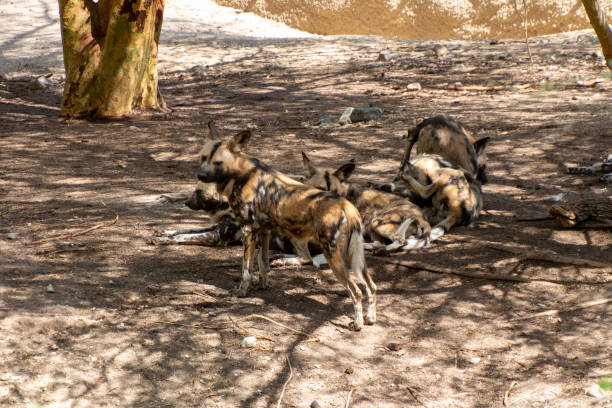 Wild dogs stock photo
