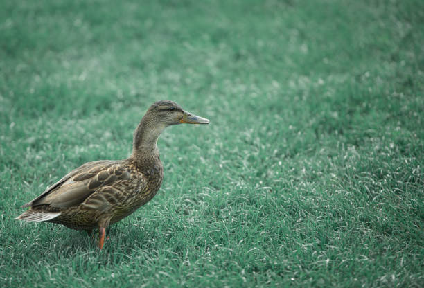 Wild duck on grass filed stock photo