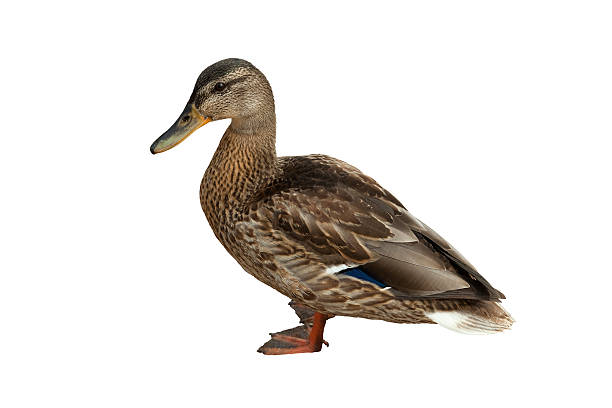 wild duck stock photo