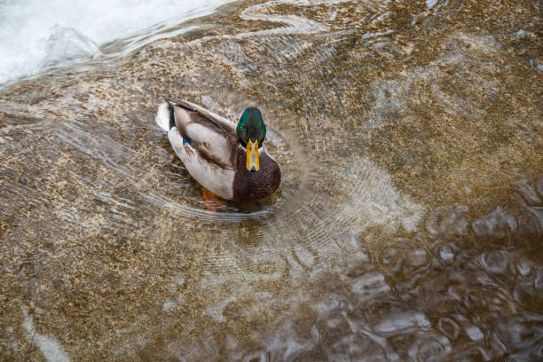 Wild duck standing in the water of city stream background stock photo