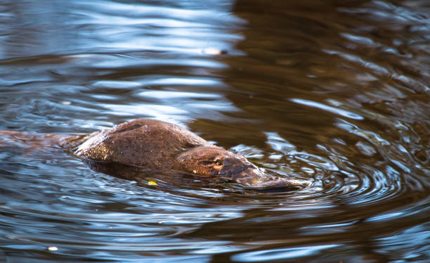 A Wild Duck-billed Platypus Swimming in Tasmania A duck-billed platypus (Ornithorhynchus anatinus) swims in the Tyenna River in Mt. Field National Park, Tasmania. duck billed platypus stock pictures, royalty-free photos & images