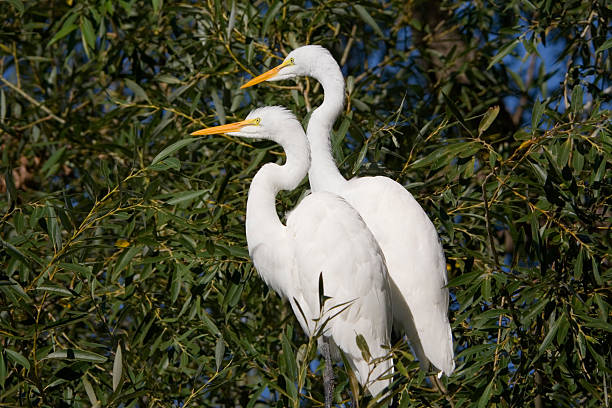 Wild Egrets Pair Subject: A pair of Egrets perching on a tree over a lake heron family stock pictures, royalty-free photos & images