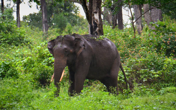 wild elephant bandipur stock photo