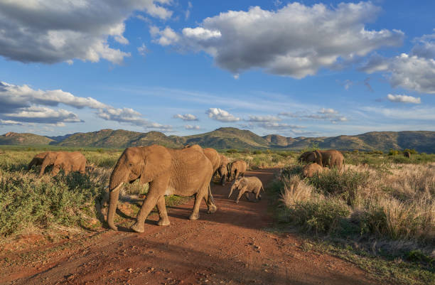 Wild Elephant Herd During the Summer in Beautiful Pilanesberg National Park, South Africa stock photo
