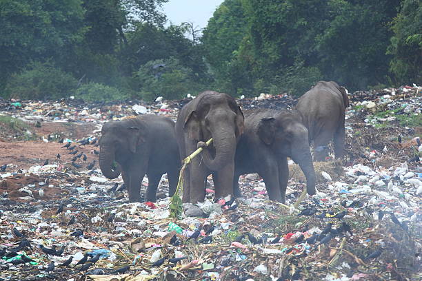 Wild elephants eating trash stock photo