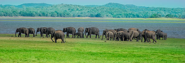 Wild elephants having grass foods near lake in Sri Lanka stock photo