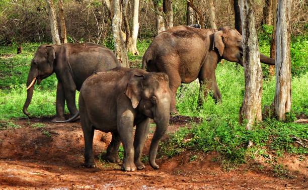 Wild elephants Wild elephants of Bandipur karnataka stock pictures, royalty-free photos & images