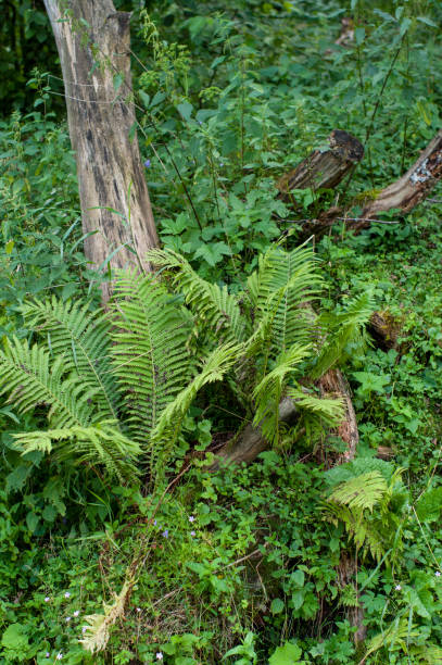 A wild fern next to an old tree stump stock photo