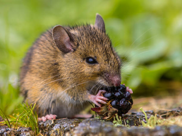 Wild field mouse eating raspberry stock photo