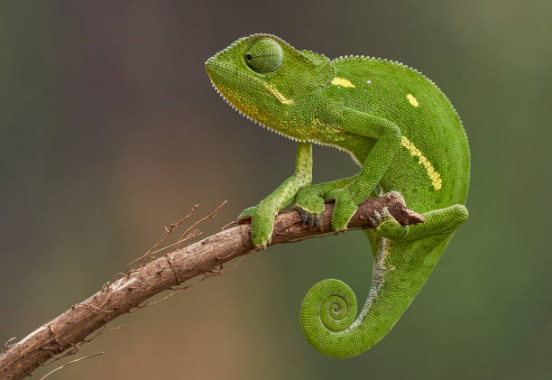 Wild Flap-necked Chameleon During the Summer in Beautiful Pilanesberg National Park, South Africa Wild Flap-necked chameleon in Pilanesberg National Park, South Africa during the summer, wet, season which provides an abundance of rich green grass for the herbivores and subsequently for the predators. flap necked Chameleon stock pictures, royalty-free photos & images