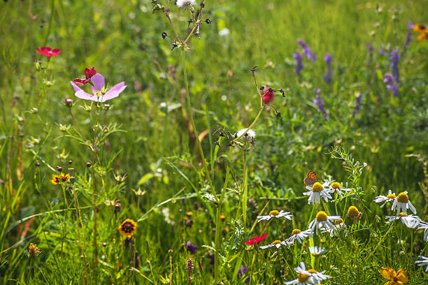 Wild Flowers and butterfly. Wild Flowers meadow and butterfly. biodiversity stock pictures, royalty-free photos & images