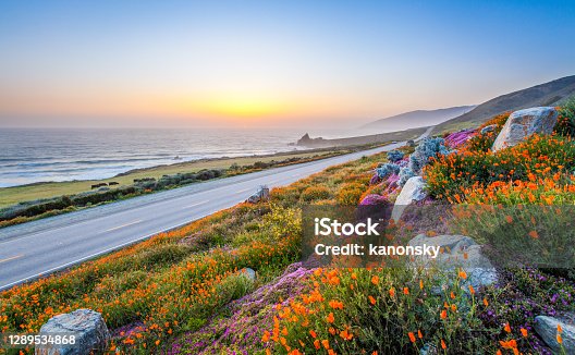istock wild flowers and California coastline in Big Sur at sunset. 1289534868