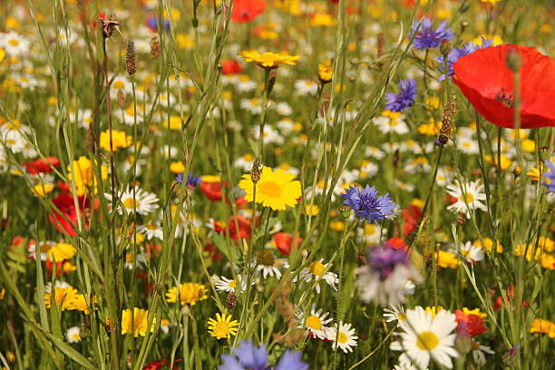 Wild flowers in meadow Close up of wild British flowers in field of grass including poppy, cornflower and daisy blooms wildflower stock pictures, royalty-free photos & images