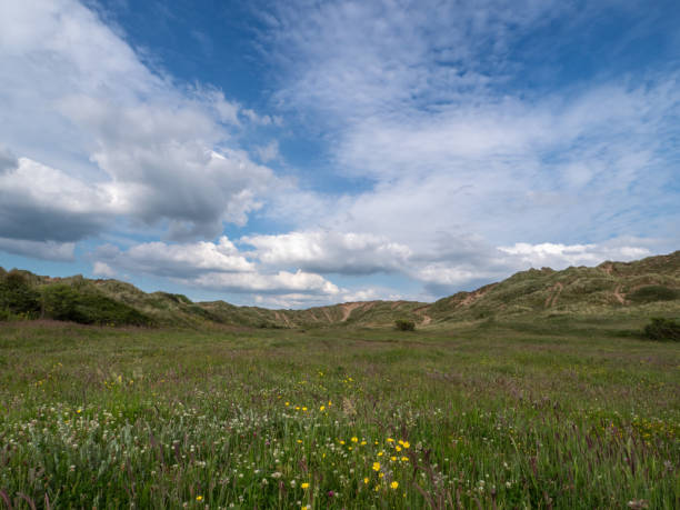Wild flowers in the sand dunes at Braunton Burrows, North Devon. Nature landscape. Wild flowers in the sand dunes at Braunton Burrows, North Devon, UK. Natural landscape. braunton stock pictures, royalty-free photos & images