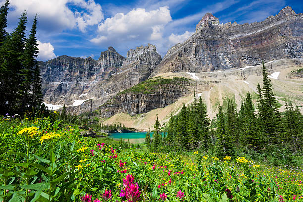 Wild flowers on the Iceberg Lake Trail A variety of wildflowers in a meadow overlooking a glacial pond in northern Montana montana western usa stock pictures, royalty-free photos & images