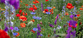 istock Wild flowers - poppies, cornflowers, daisies in the meadow. 1244560816