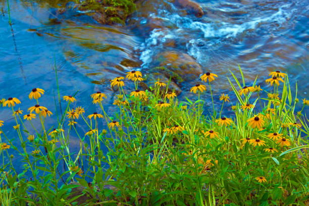 Wild Flowers -Yellow-Along a small brook-Hamilton County Indiana stock photo