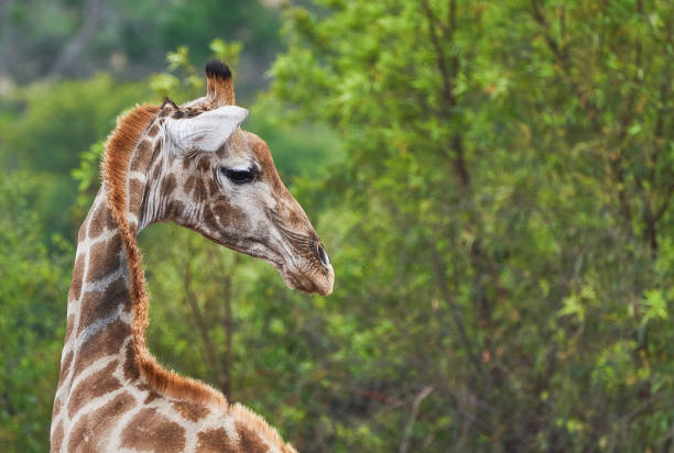 Wild Giraffe During the Summer in Beautiful Pilanesberg National Park, South Africa stock photo
