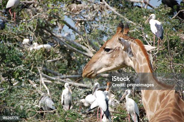 Wild giraffe with nature bird background