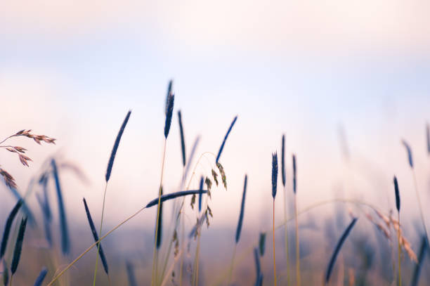 Wild grass in a field at sunset. stock photo