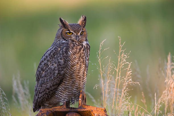 Wild Great Horned owl stock photo
