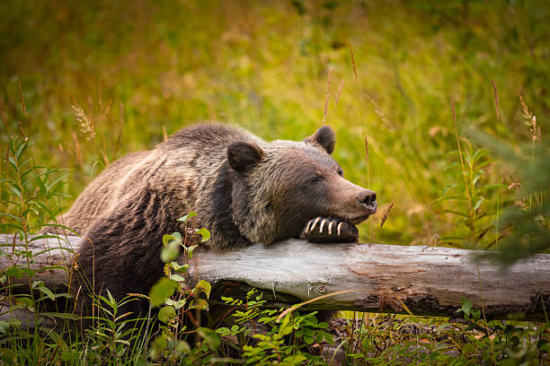 Wild Grizzly Bear Wild Eastern Slopes Grizzly bear taking a rest in a mountain forest in summer Banff National Park Alberta Canada bear animal stock pictures, royalty-free photos & images
