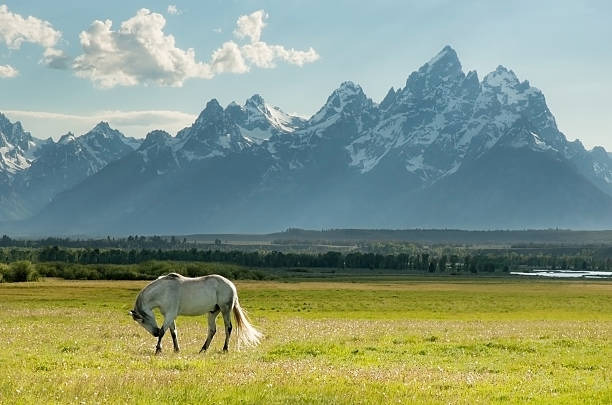 Wild Horse and Grand Teton mountains stock photo