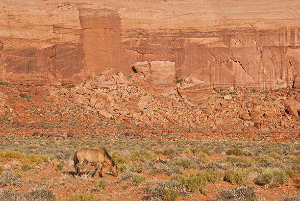 Wild Horse Grazing in the Desert Wild horses roaming the desert are an iconic symbol of the American West. This horse was photographed while grazing in Monument Valley near the Oljato Road north of Kayenta, Arizona, USA. jeff goulden monument valley stock pictures, royalty-free photos & images