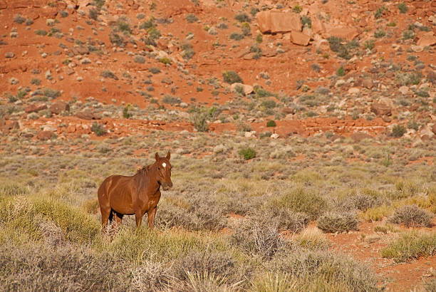 Wild Horse Grazing in the Desert Wild horses roaming the desert are an iconic symbol of the American West. This horse was photographed while grazing in Monument Valley near the Oljato Road north of Kayenta, Arizona, USA. jeff goulden monument valley stock pictures, royalty-free photos & images