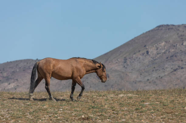 Wild Horse in the Utah Desert stock photo