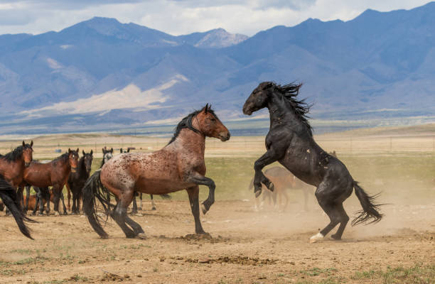 Wild Horse Stallions Fighting stock photo
