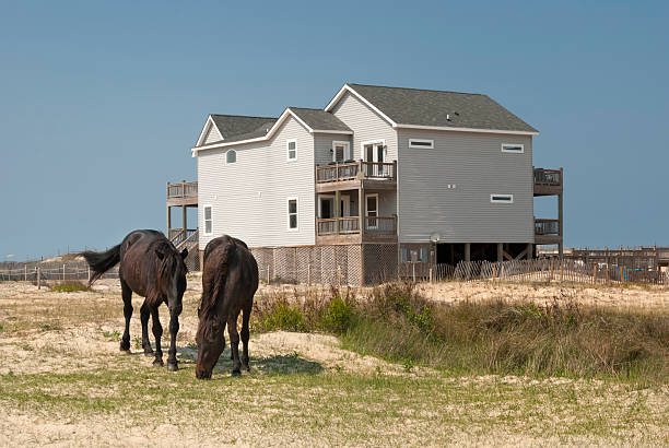Two wild horses grazing the sandy soil near a new beach house, Corolla, VA, USA.