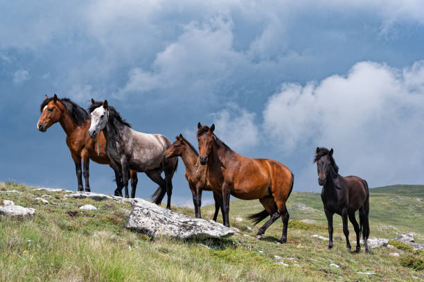 Wild horses in Greece stock photo