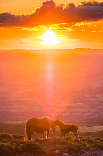 Golden sunset light backlighting wild horses, mare and foal, affectionately nuzzling on a mountain ridge.