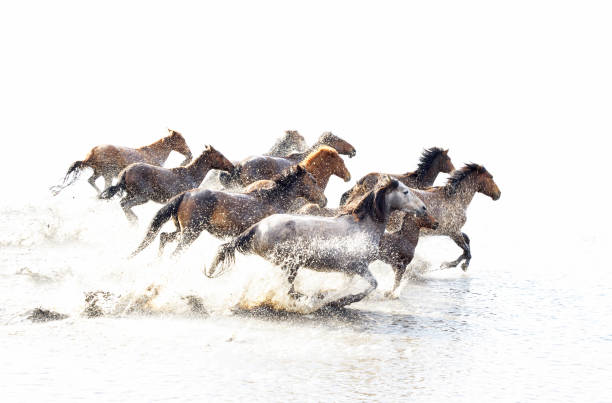 vilda hästar i anatolien - foal isolated bildbanksfoton och bilder
