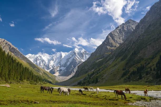 Wild horses on a sunny meadow in the mountains of Kyrgyzstan Horses on the background of beautiful mountains. tien shan mountains stock pictures, royalty-free photos & images