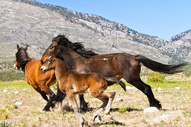 Wild Horses Running In Nevada Spring Mountain Range