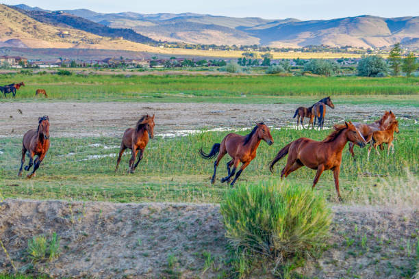 Wild horses running in the Nevada desert stock photo