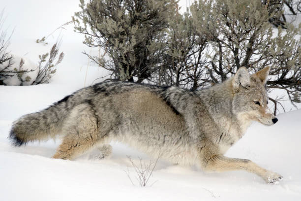 Walking across the winter snow, a coyote hunts for food in the Lamar Valley in Yellowstone National Park, Wyoming.