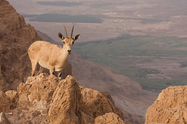 wild ibex - dead sea desert, Israel stock photo