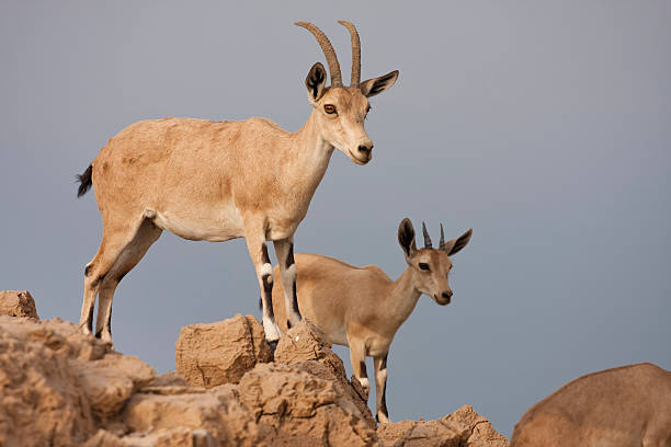 wild ibex - dead sea desert, Israel stock photo